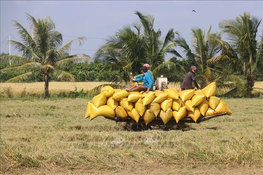 Giá lúa gạo ngày 31/12: Giao dịch chậm, gạo đẹp tăng nhẹ