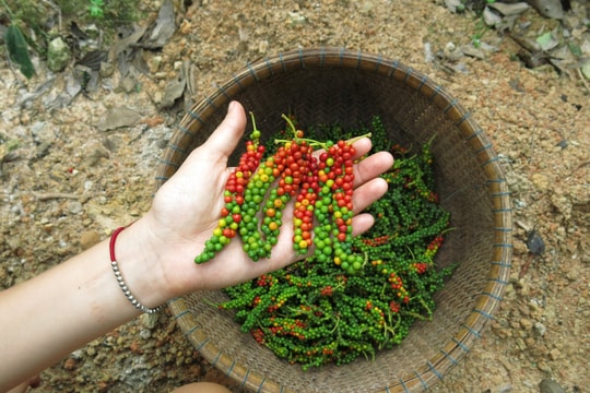 Giá tiêu hôm nay 31/12/2024: Tăng giảm trái chiều, xuất khẩu tiêu sang Trung Quốc tăng trở lại