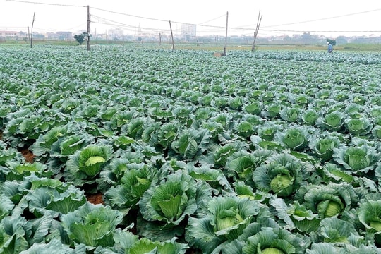 Nghệ An: Cây vụ đông sớm được mùa được giá