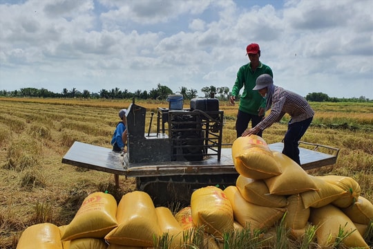 Giá lúa gạo hôm nay 2/1/2025: Gạo thành phẩm tăng nhẹ, giá lúa đi ngang