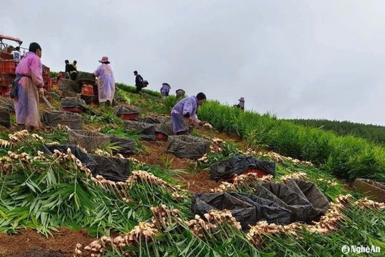 Gừng rớt giá, nông dân vùng cao Nghệ An loay hoay tìm nguồn tiêu thụ