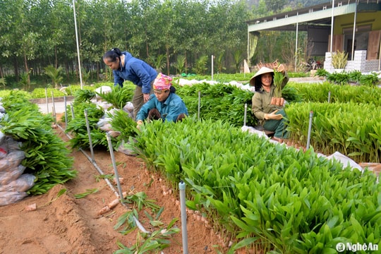 Nhộn nhịp làng ươm mầm xanh cho rừng nơi miền Tây Nghệ An