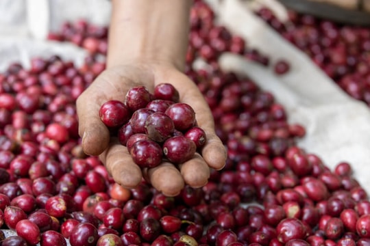 Giá cà phê hôm nay 6/1/2025: Giảm tuần thứ 3 liên tiếp, dự báo sẽ tiếp tục giảm