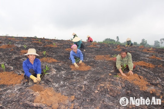 Nghệ An ban hành chỉ thị về tổ chức Tết trồng cây Xuân Ất Tỵ 2025