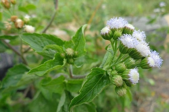 Loại cây có tên rất xấu nhưng trị viêm xoang, dị ứng mũi cực hiệu quả