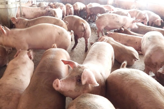 Giá lợn hơi hôm nay 7/1/2025: Đồng loạt đứng yên