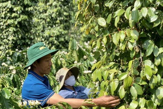 Giá tiêu hôm nay 8/1/2025: Tăng mạnh, giá tiêu quốc tế tăng tiếp ở Indonesia