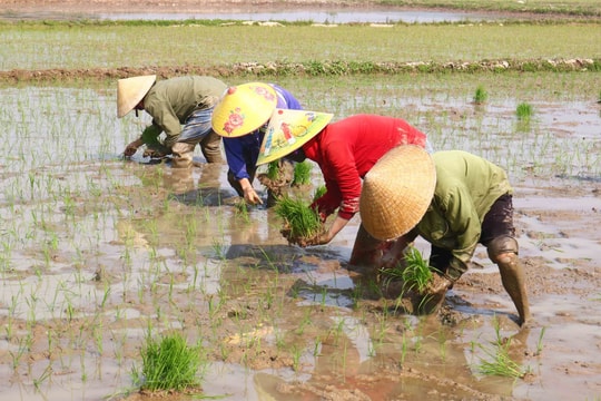 Tháng Chạp, thợ cấy thuê kiếm tiền triệu để tiêu Tết