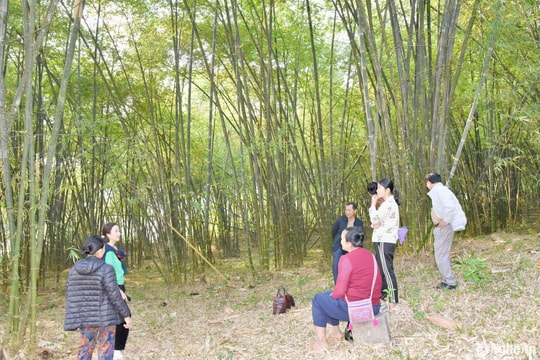 Người dân Tương Dương đề nghị nhân rộng mô hình sinh kế bền vững từ trồng mét