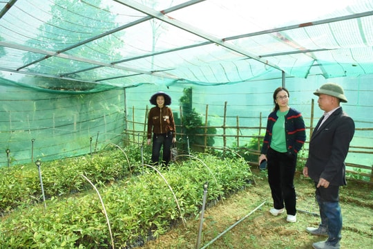 Tổng kết, bàn giao dự án tài trợ trồng dược liệu dưới tán rừng ở Tương Dương