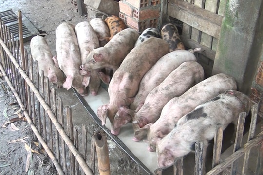 Giá lợn hơi hôm nay 8/1/2025: Tăng trở lại tại nhiều địa phương