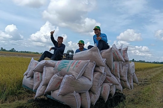 Giá lúa gạo hôm nay 9/1/2025: Giá gạo tăng, giá lúa giảm