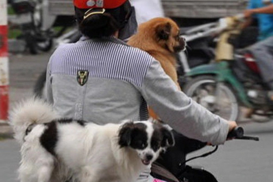 Quy định xử phạt người điều khiển, dẫn dắt vật nuôi vi phạm quy tắc giao thông đường bộ