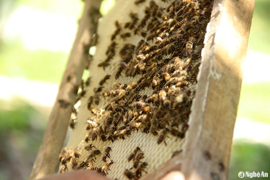 Nuôi ong lấy mật - hướng thoát nghèo của nhiều nông dân miền núi Nghệ An