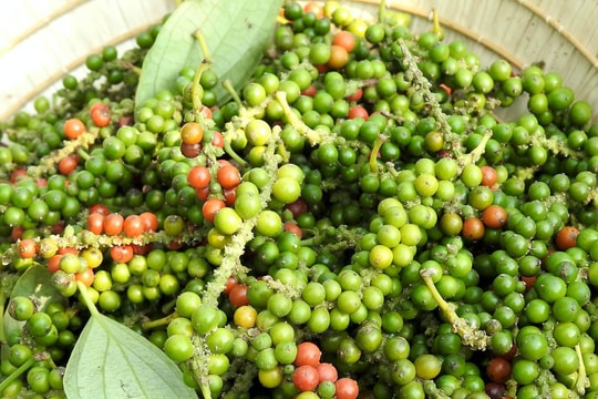 Giá tiêu hôm nay 13/1/2025: Giảm mạnh