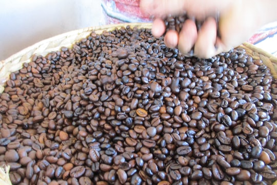 Giá cà phê hôm nay 13/1/2025: Giảm mạnh tuần thứ tư liên tiếp