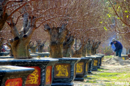 Đào cổ thụ xuống phố phục vụ người dân chơi Tết