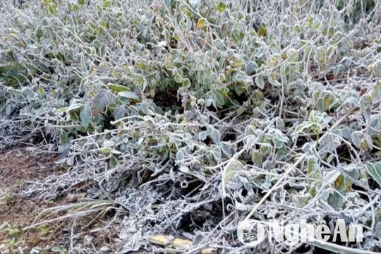 Băng giá phủ trắng nhiều bản làng miền Tây Nghệ An