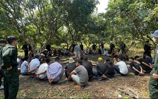 Phá trường gà quy mô lớn ở vườn nhãn, bắt hơn 40 đối tượng