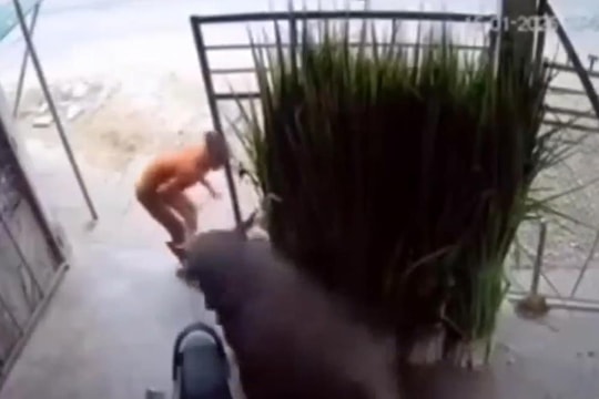 Trâu nhà 'phản chủ' khiến 2 vợ chồng ở Nghệ An nhập viện