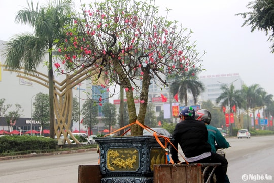 Dịch vụ vận chuyển cây cảnh Tết kém sôi động