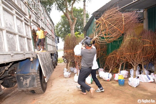 Làng đào Tết huyện lúa Nghệ An vào vụ thu hoạch
