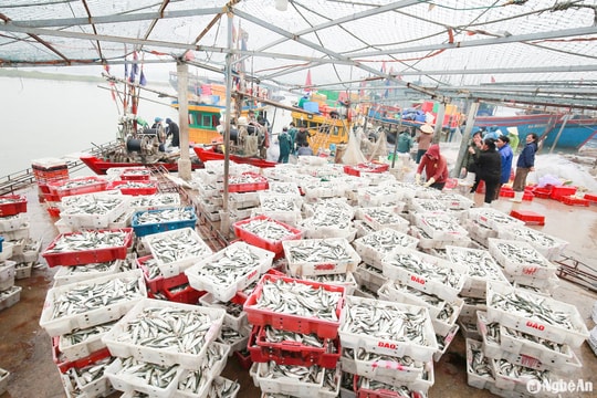 Cuối năm, ngư dân Nghệ An trúng đậm cá trích