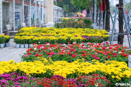 Các tuyến phố Vinh rực rỡ sắc Xuân