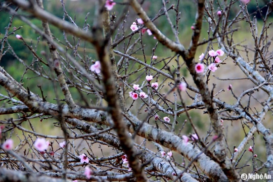 Đào đá Kỳ Sơn có giá từ vài triệu đến vài chục triệu đồng