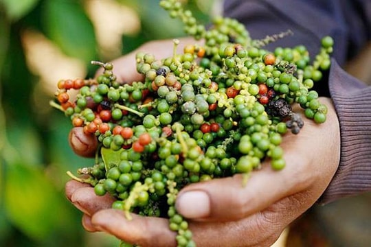 Giá tiêu hôm nay 21/1/2025: Ổn định ở mức 146,000 đồng