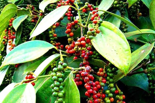 Giá tiêu hôm nay 22/1/2025: Tăng mạnh tại các vùng trọng điểm