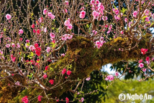 Ngắm những cây đào 'khủng' tuyệt đẹp một năm xuất hiện một lần ở thành phố Vinh