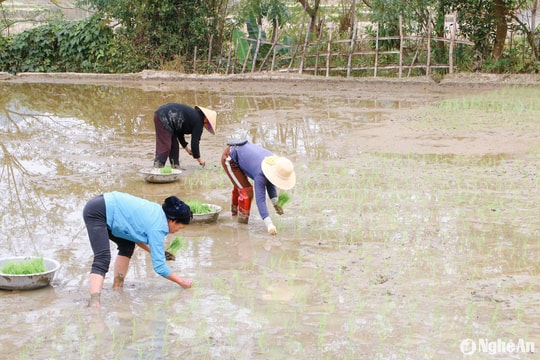 Nông dân vùng cao Nghệ An tất bật xuống đồng ngày cận Tết