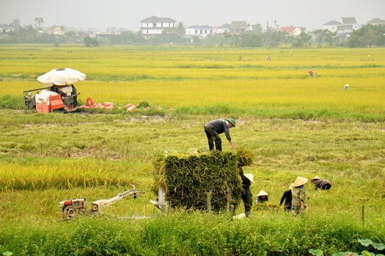 Nghệ An quy định mức nộp tiền khi chuyển mục đích sử dụng từ đất chuyên trồng lúa sang đất phi nông nghiệp