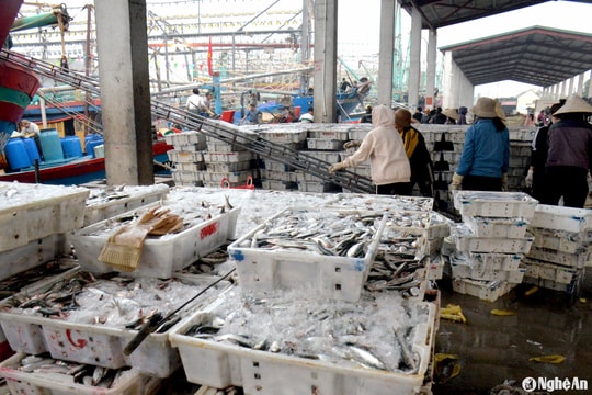 Cảng cá lớn nhất Nghệ An nhộn nhịp ngày cận Tết
