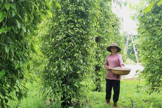 Giá tiêu hôm nay 25/1/2025: Dự báo giá tiêu năm 2025 sẽ duy trì mức cao