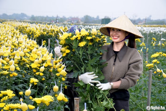 Hoa cúc Tết tiêu thụ mạnh, giá mềm hơn năm trước