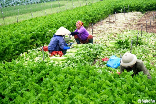 Giá rau Tết tại vựa rau Quỳnh Lưu rớt giá sâu