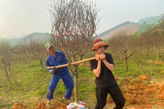 Người dân trồng đào phai Kim Thành (Yên Thành) thắng lớn vụ Tết