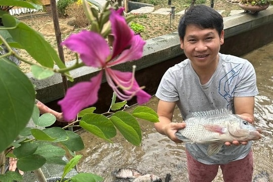 Ca sĩ Trọng Tấn thu hoạch cá trong biệt thự nhà vườn, Hồ Ngọc Hà gợi cảm