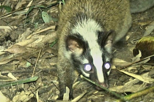 Phát hiện nhiều loài động vật hoang dã quý hiếm tại vùng rừng nguyên sinh biên giới Việt - Lào thuộc huyện Tương Dương
