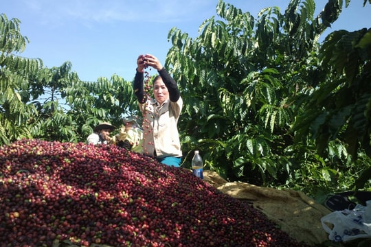 Giá tiêu hôm nay 27/1/2025: Tăng nhẹ gần 3,000 đồng tuần qua