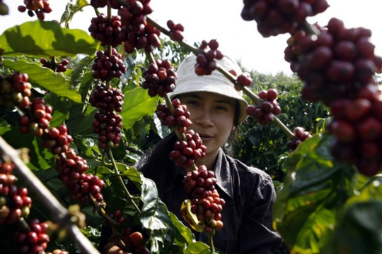 Giá cà phê hôm nay 27/1/2025: Tăng mạnh kết thúc tuần trước kỳ nghỉ Tết