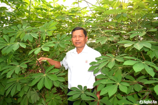 Chuyện về 'cha đẻ' giống sắn vô tính 3 cấp ở Tân Kỳ