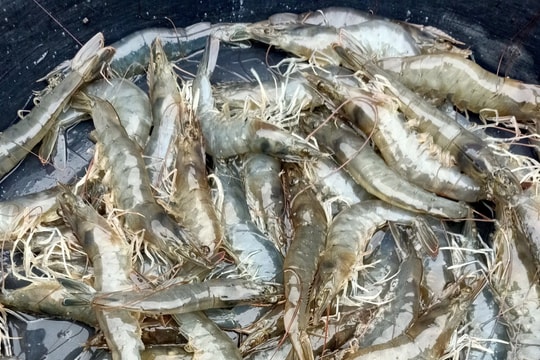 Sát Tết, giá tôm thương phẩm ở Nghệ An tăng đột biến
