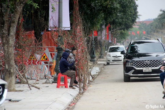 Đào, quất 'đứng chợ' chờ khách ngày 29 Tết
