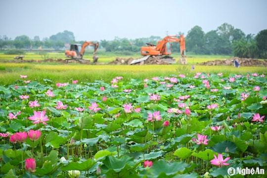Kim Liên Xuân này...