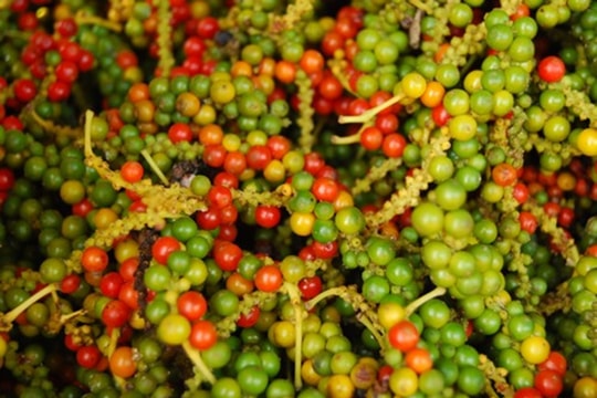 Giá tiêu hôm nay 31/1/2025: Thị trường bình ổn giá