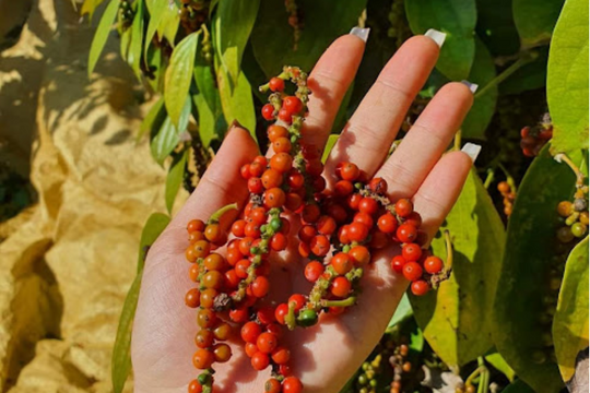 Giá tiêu hôm nay 1/2/2025: Bình chân như vại