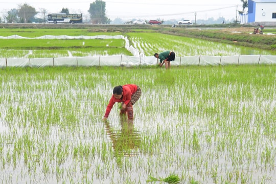 Nông dân Nghệ An sôi nổi sản xuất đầu năm mới